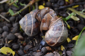 copulating brown snails on the wet ground