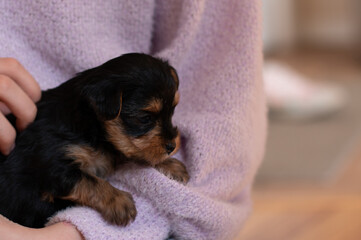 Cute Yorkie puppies 1 month old