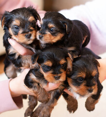 Cute Yorkie puppies 1 month old