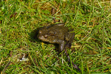 Common toad (Bufo bufo). Family true toads (Bufonidae). On the lawn in a Dutch garden in the spring. April, Netherlands.