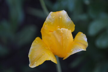 Fototapeta premium close-up: beautiful yellow tulip with raindrops on it