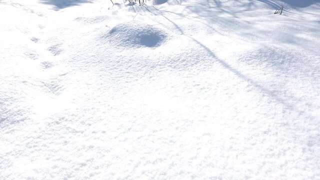 Snow texture. Shadow from tree branches. Natural background. Beautiful nature. Seasonal change of weather. Cold winter.