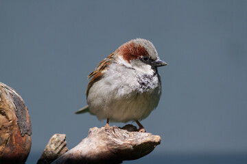 male house sparrow (Passer domesticus) perched on an old log. Uniform gray background. controlled...