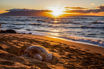 Hawaiian Green Sea Turtle Sleeps on Beach with Sunset over Ocean Beyond - 428880710