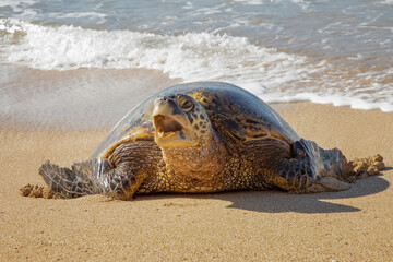 Hawaiian Green Sea Turtle Yawning on Beach Close Up Low Angle - 428880745