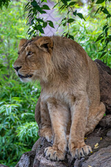 Obraz na płótnie Canvas A young lion sitting high on some rocks