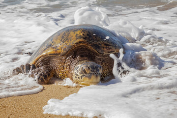 Hawaiian Green Sea Turtle in Foamy Splash Crawling onto Beach - 428880771