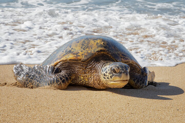Hawaiian Green Sea Turtle Close Up Face On Emerging onto Beach - 428880788