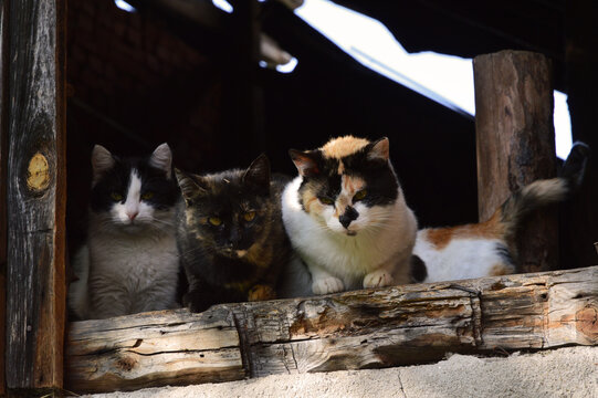 homeless cats on a wooden window pane