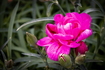 a pink rose in a spring garden
