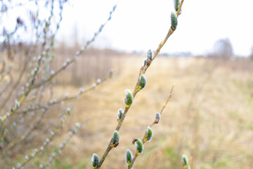Willow branch close up, blooming twig stem tree at spring, beautiful green nature landscape, blurred background
