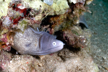 A picture of a white eyed moray
