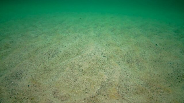 Sandy seabed at shallow depth in the Black Sea