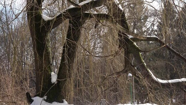 Tree with leafless branches in winter. Natural background. Beautiful nature. Seasonal change of weather. Cold winter.