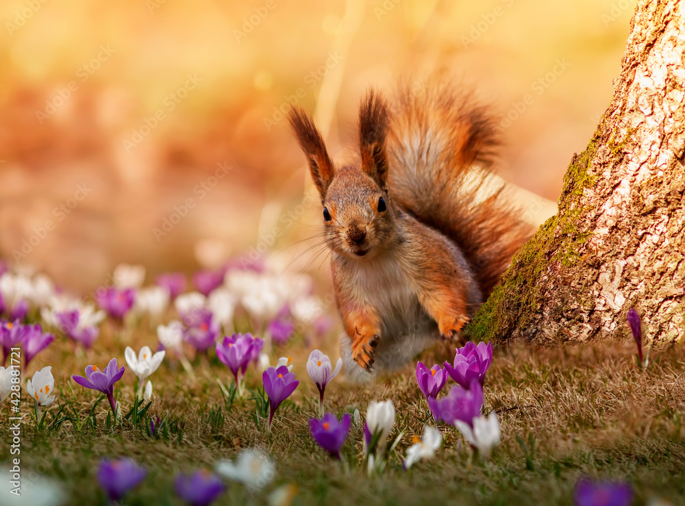 Wall mural a fluffy squirrel walks among the beautiful snowdrops of crocuses in the spring sunny park