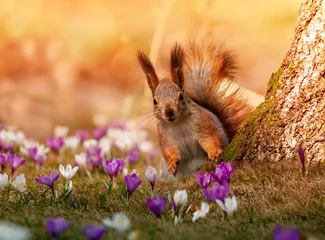 Foto op Aluminium a fluffy squirrel walks among the beautiful snowdrops of crocuses in the spring sunny park © nataba