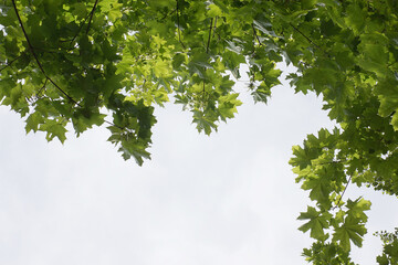 Seen up to the sky and maple leaves on the tree - 428881962