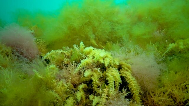 Black Sea, Hydroids Obelia, (coelenterates), Macrophytes Red and Green algae