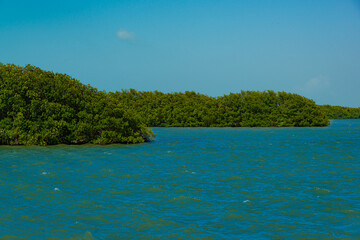 Fototapeta na wymiar Tajamar mangrove, located in Cancun, Mexico
