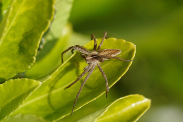 Young nursery web spider (Pisaura mirabilis). Family Pisauridae. On the leaves of an Euonymus in a Dutch garden in the spring. April, Netherlands.