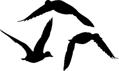 isolated three black silhouettes of ducks in flight