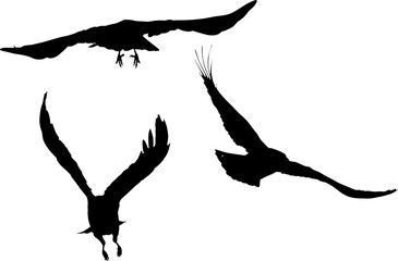 set of three crow black silhouettes on white