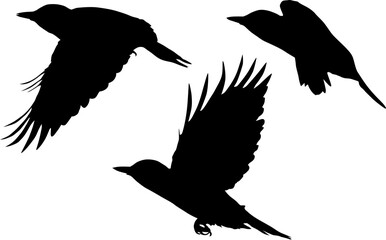 three woodpecker silhouettes isolated on white