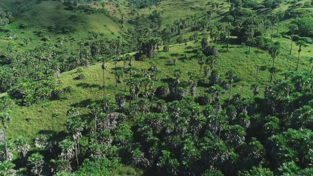 2020 - Excellent aerial shot of tall trees and greenery on Rinca Island in Komodo National Park, Indonesia.