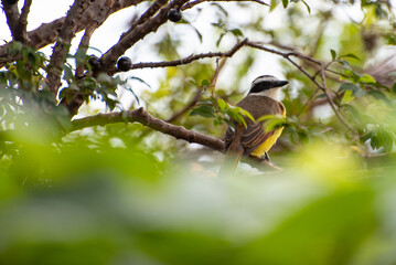 bem-te-vi, bird bem-te-vi in ​​jabuticabeira eating jabuticabas in Brazil, selective focus.