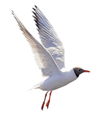 Obraz premium one flying black-head isolated white gull photo