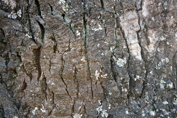 The bark of a bicentennial oak. Old tree as background.