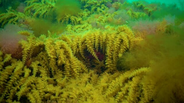 Black Sea, Hydroids Obelia, (coelenterates), Macrophytes Red and Green algae