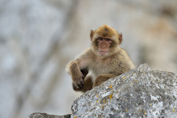 Berberaffe Magot Macaca sylvana