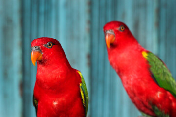 Two Red Parrots