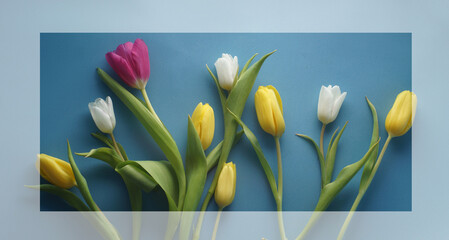 Panorama with tulips of different colors on a blue background