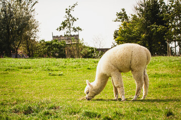 Young white alpaca on the old farm