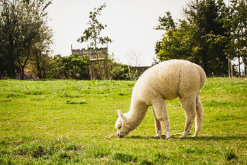 Naklejka premium Young white alpaca on the old farm