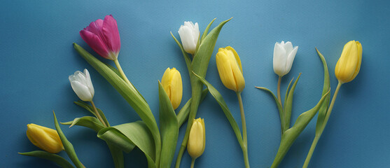 Panorama with a bouquet of multicolored tulips on a blue background
