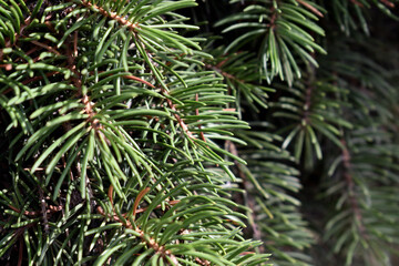 pine needles