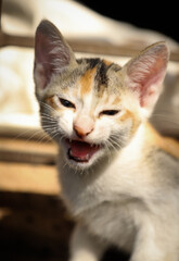 Fototapeta na wymiar Portrait of a cute roaring brown and white kitten 