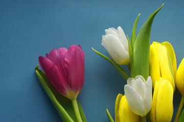 Yellow white pink tulips on blue background