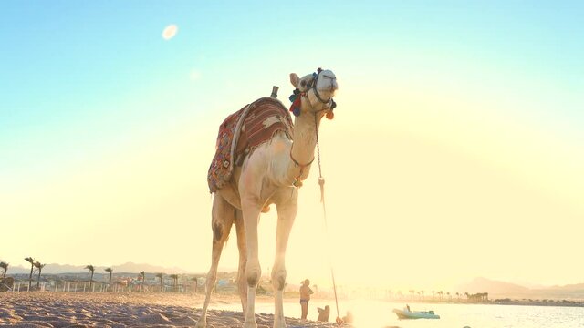 Beautiful white camel standing  close up. Sunset at the beach.