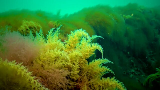 Black Sea, Hydroids Obelia, (coelenterates), Macrophytes Red and Green algae