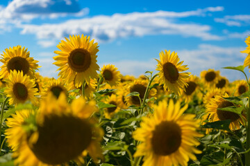 Yellow sunflowers against a blue sky