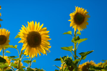 Yellow sunflowers against a blue sky