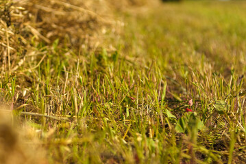 Mown grass in a meadow under a cloudy sky