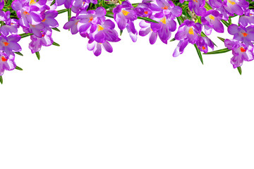 Obraz na płótnie Canvas Background of lilac violets, place for text