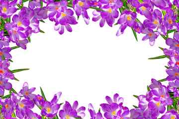 Fototapeta na wymiar Background of lilac violets, place for text