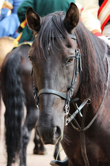 Obraz premium head of a chestnut horse in ammunition, vertical photo. Riders' performance on the City Day