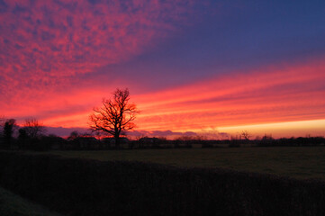 Sunset across fields with silhouetted tree
